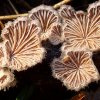 Schizophyllum commune, Spaltblättling
